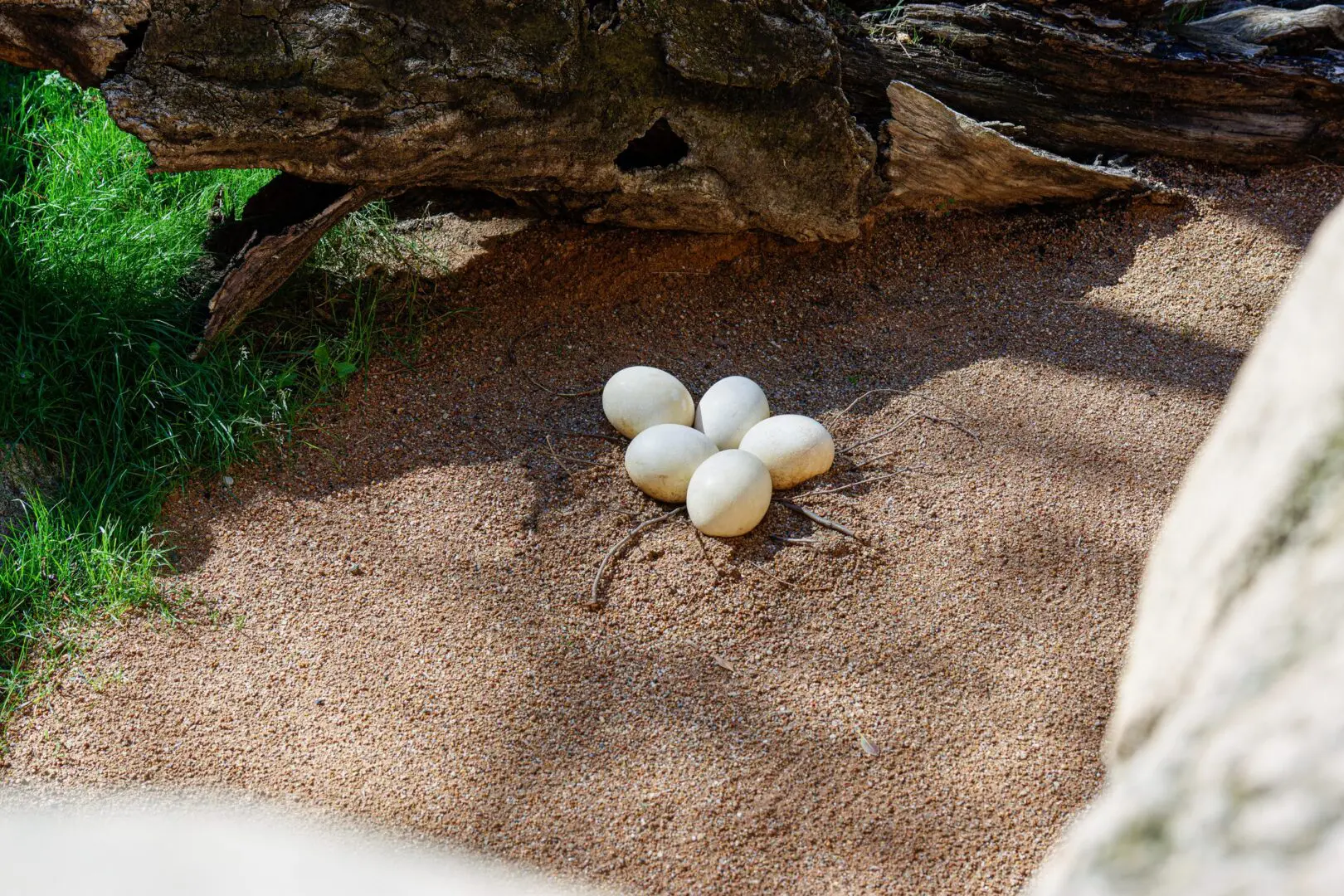 Five white eggs on sandy ground